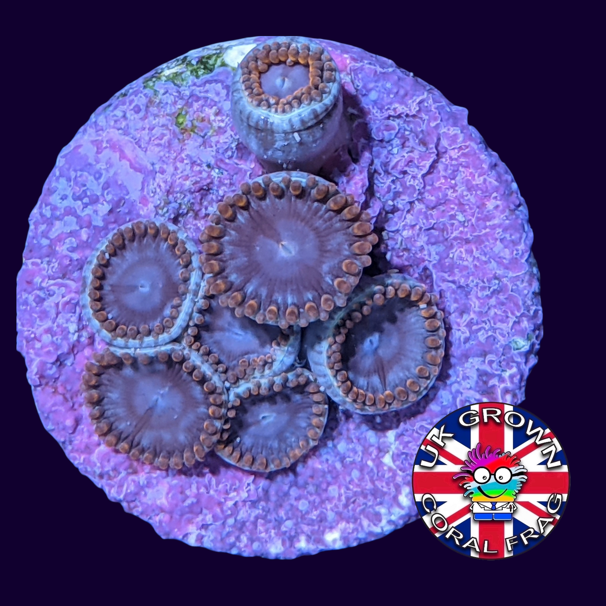 Forget Me Not Zoa Frag (UK Grown)