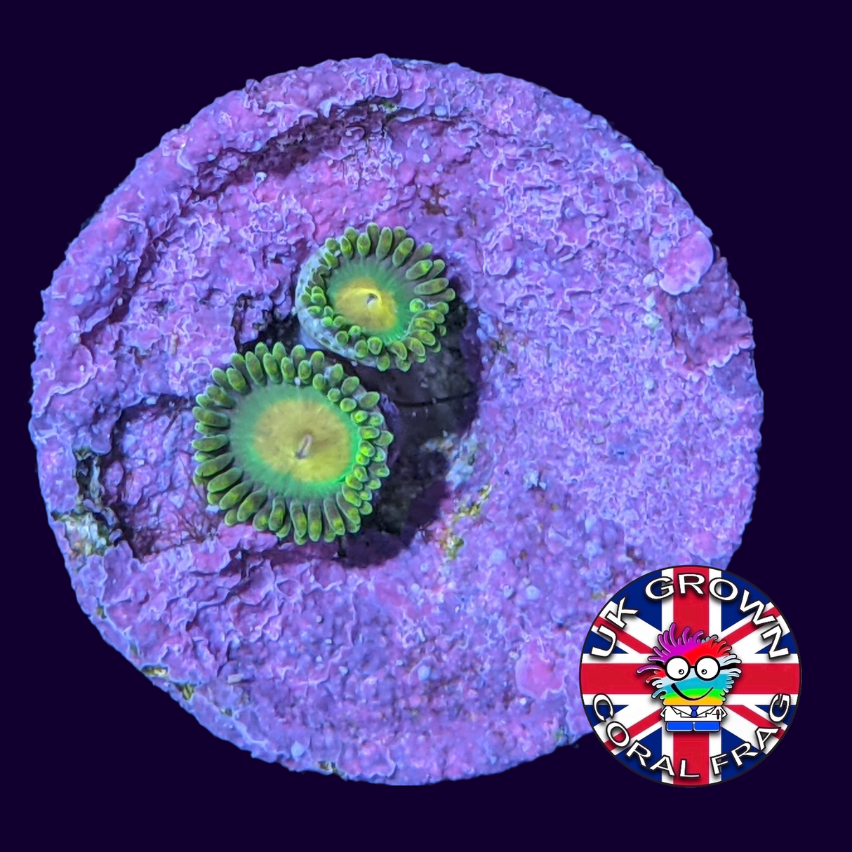 John Deere Zoa Frag (UK Grown)