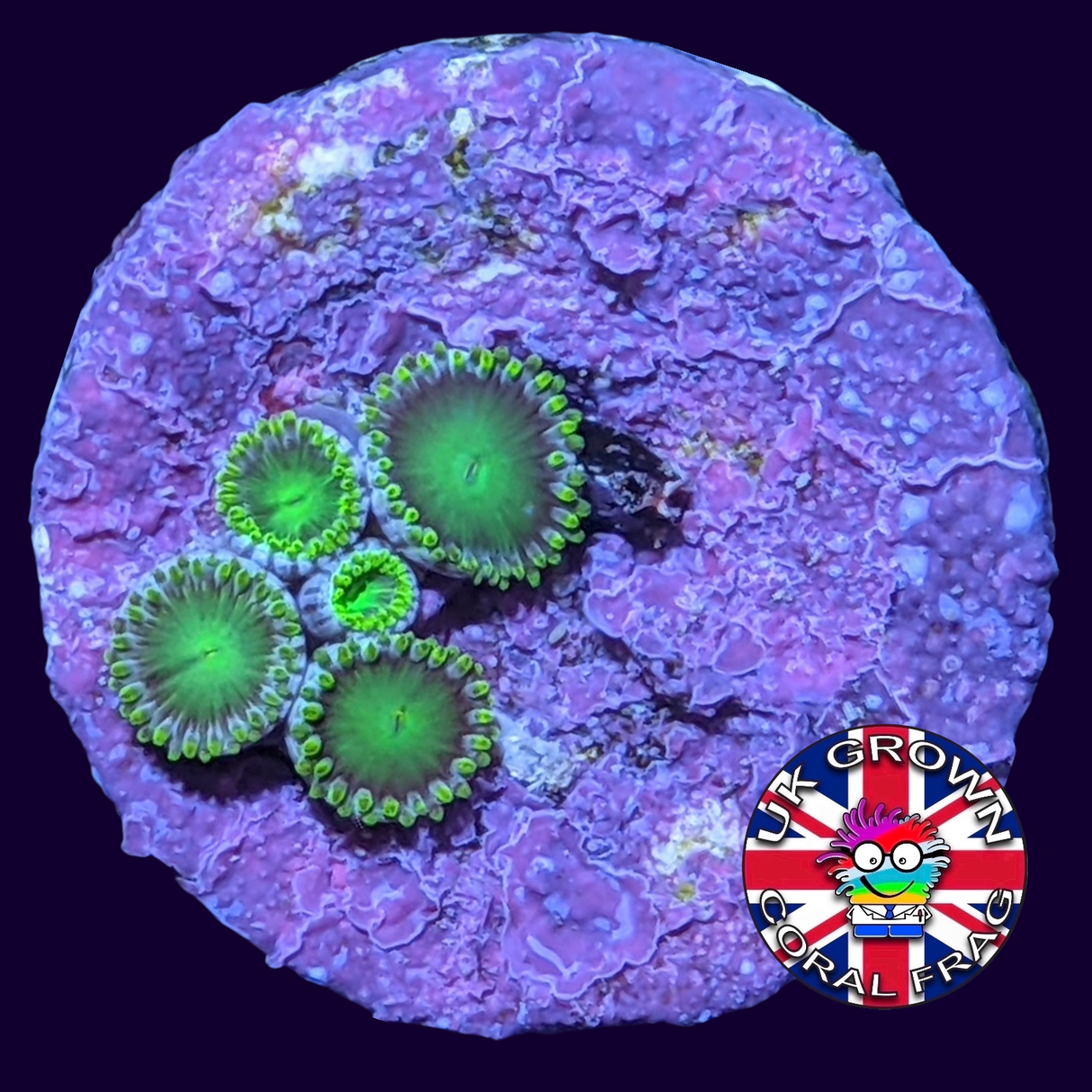 Radioactive Dragons Eye Zoa Frag (UK Grown)