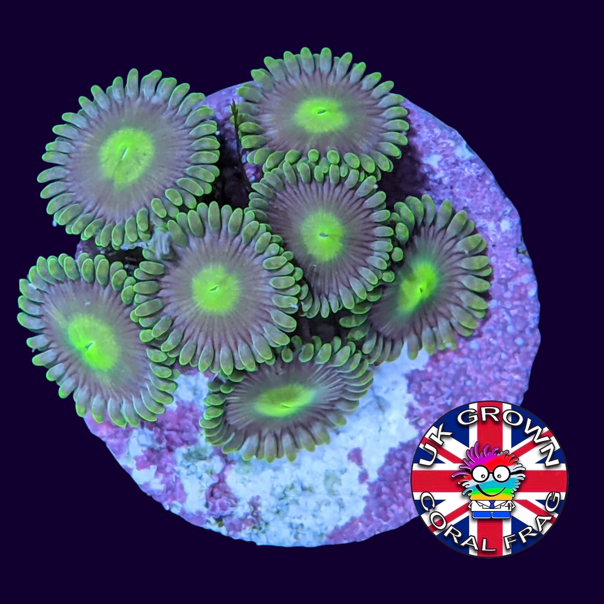 John Deere Zoa Frag (UK Grown)