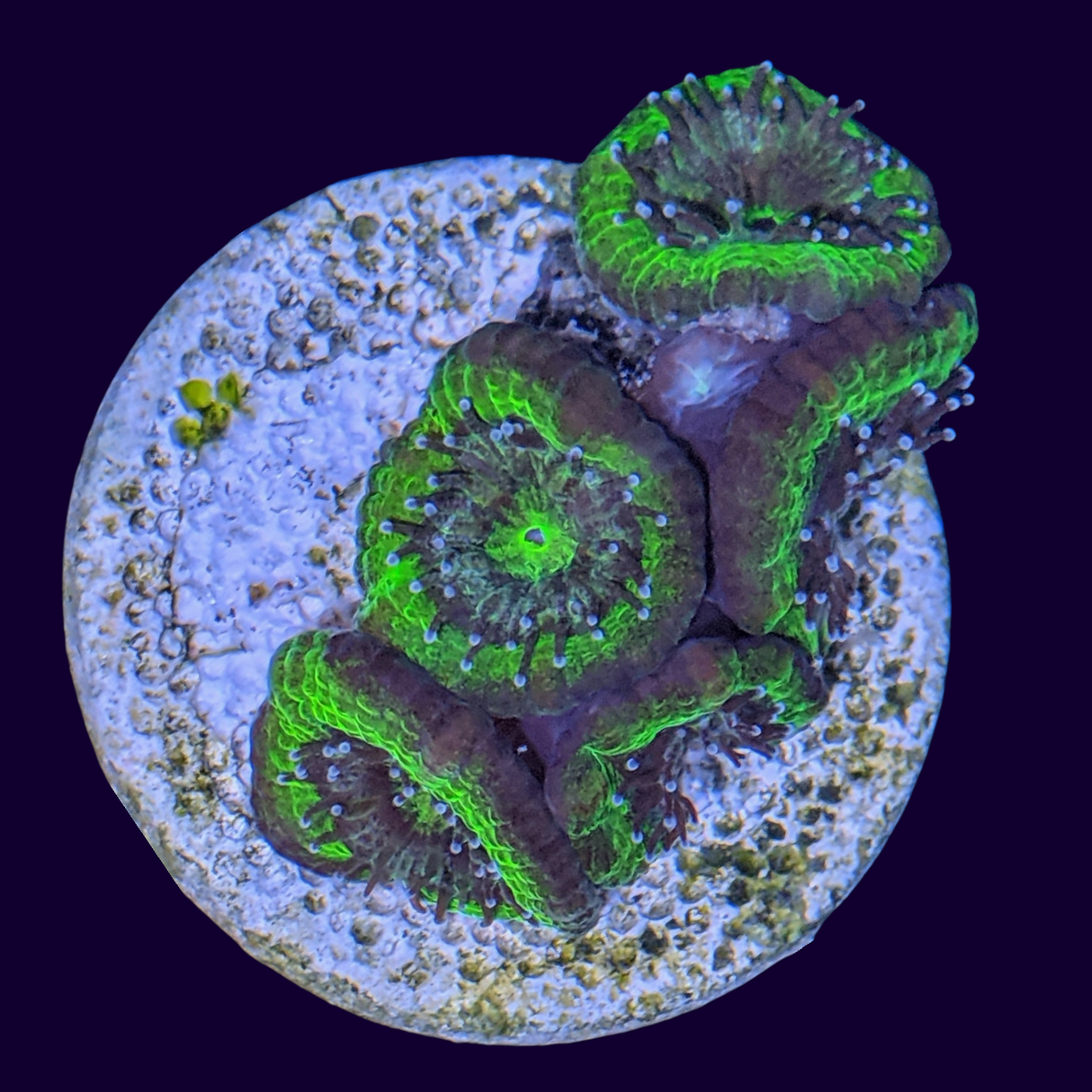 Acanthastrea Lordhowensi