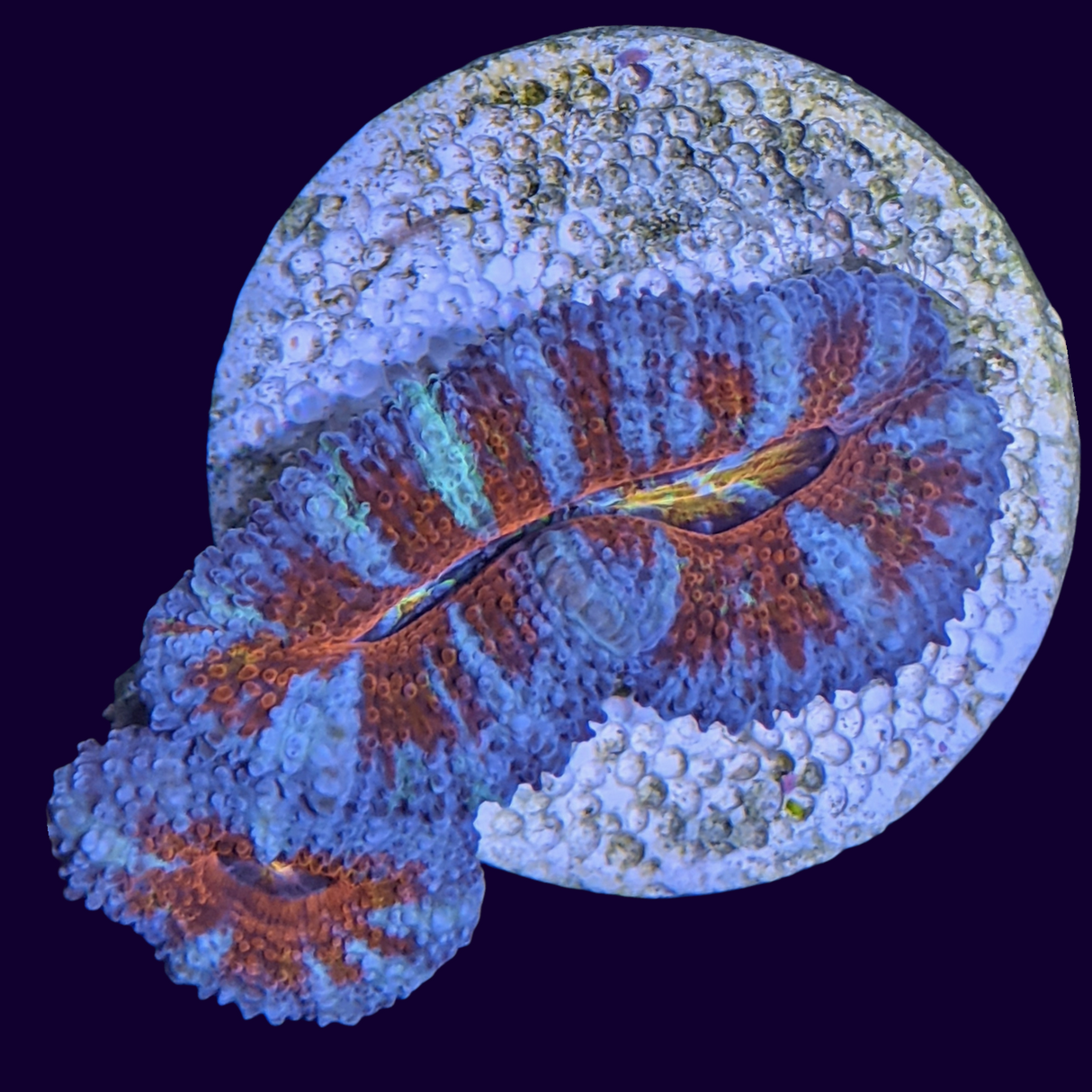 Acanthastrea Lordhowensi