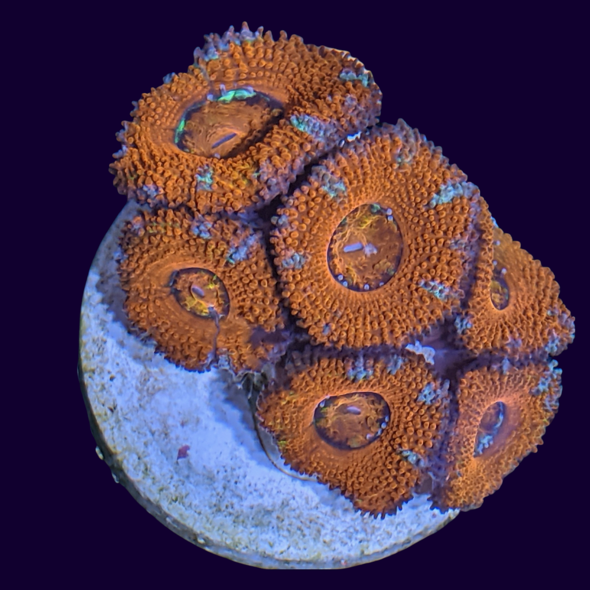 Acanthastrea Lordhowensi