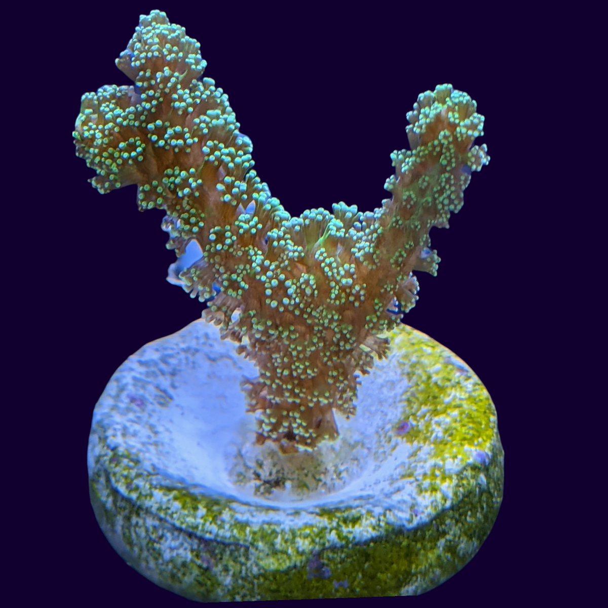 Green Seriatopora (UK Grown)