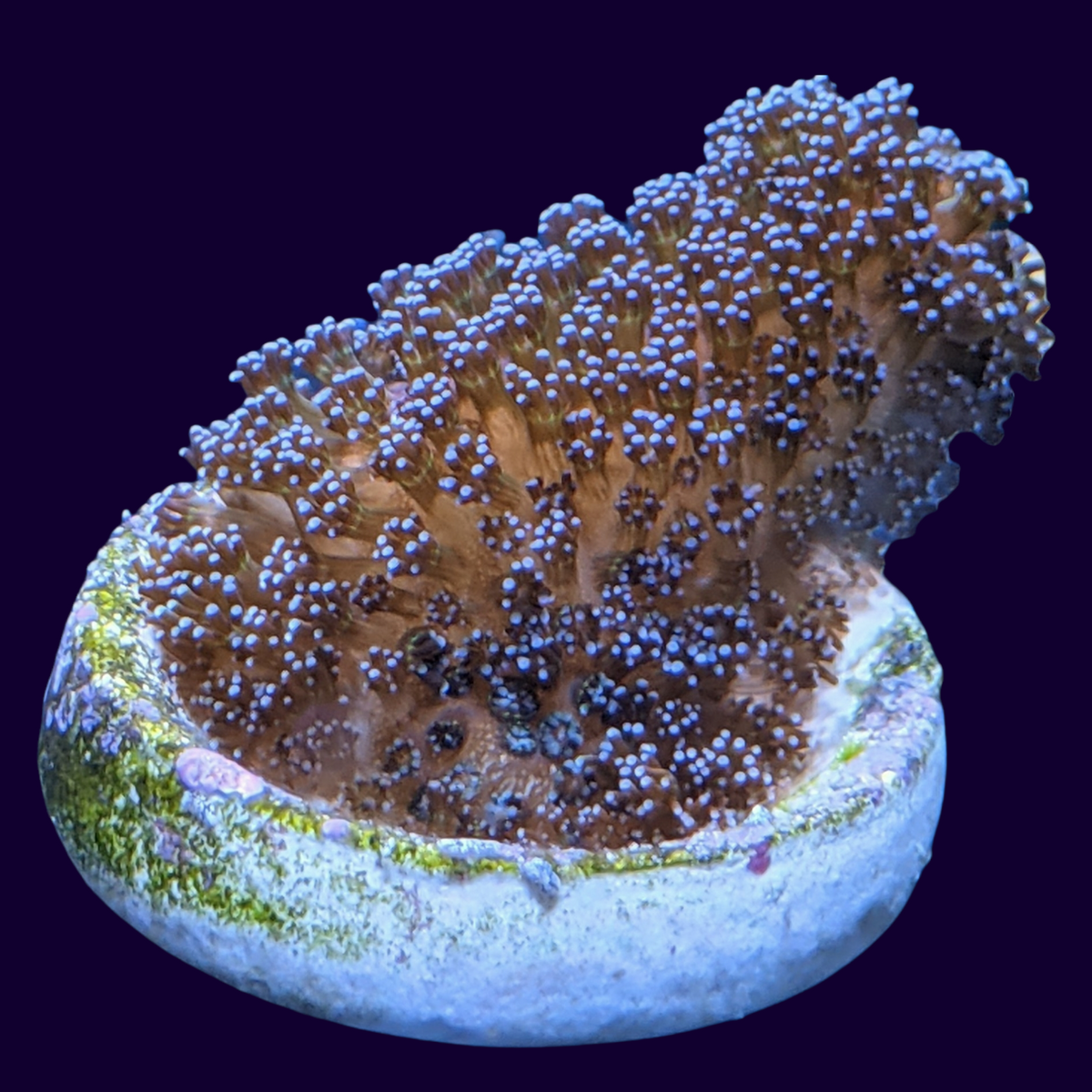 Stylophora Pistillata (UK Grown)