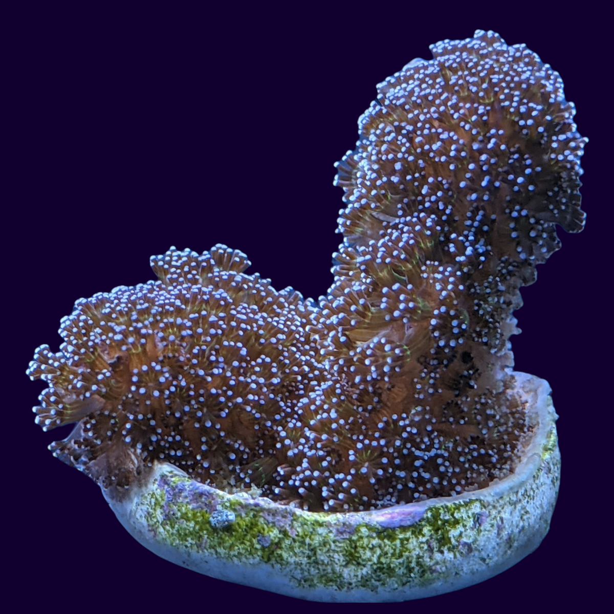 Stylophora Pistillata (UK Grown)