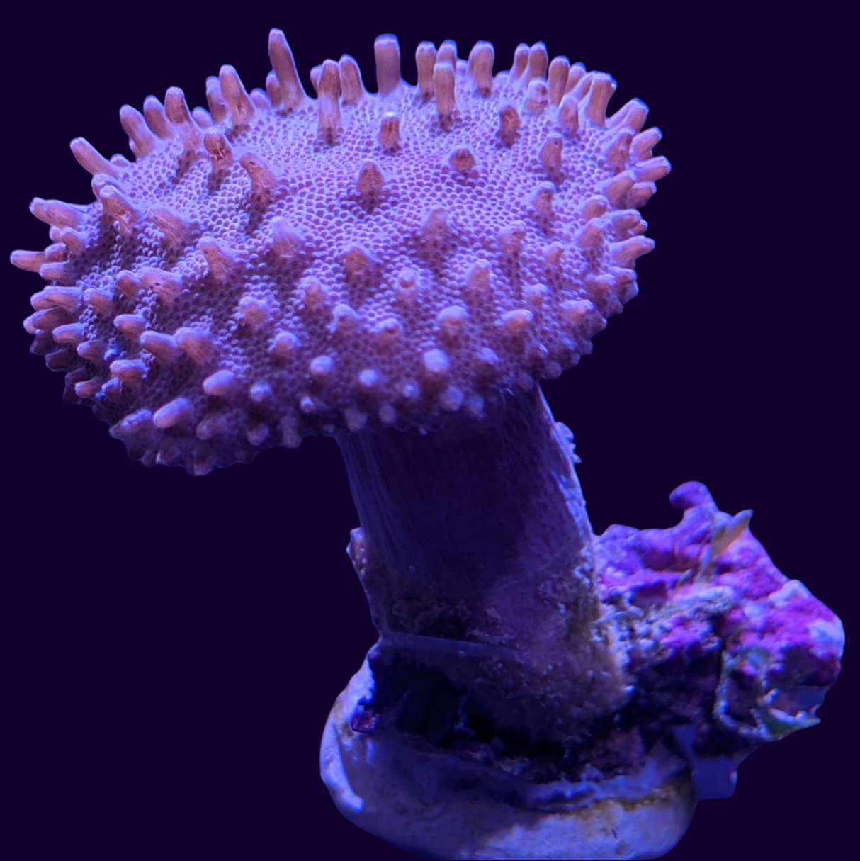 Toadstool Frag