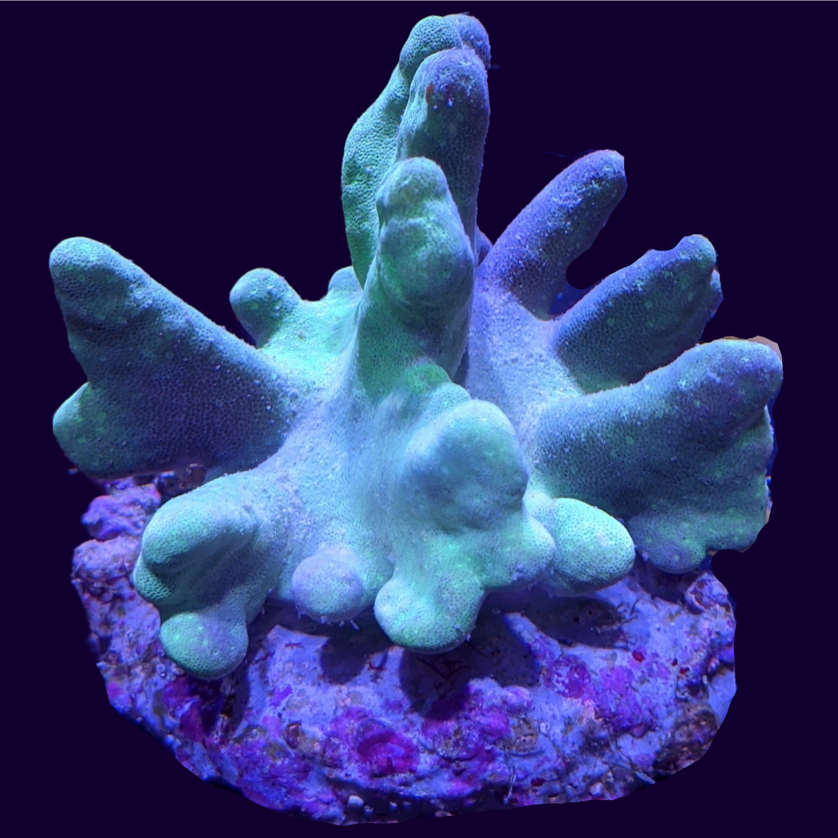 Aquacultured Green Toadstool