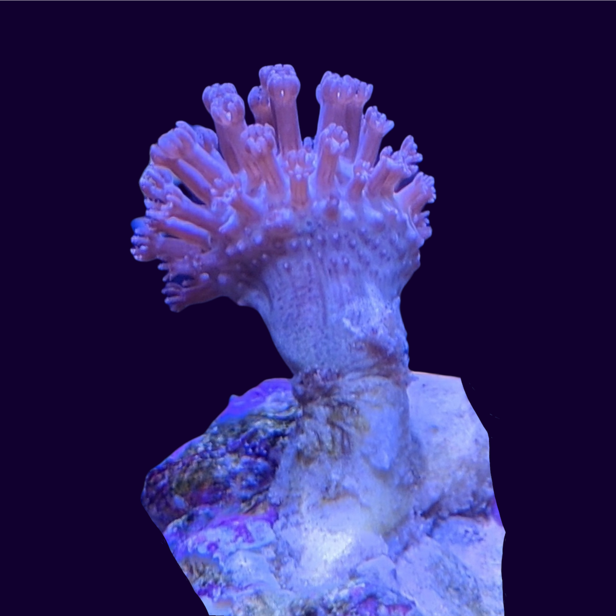 Mini Toadstool (UK Grown)