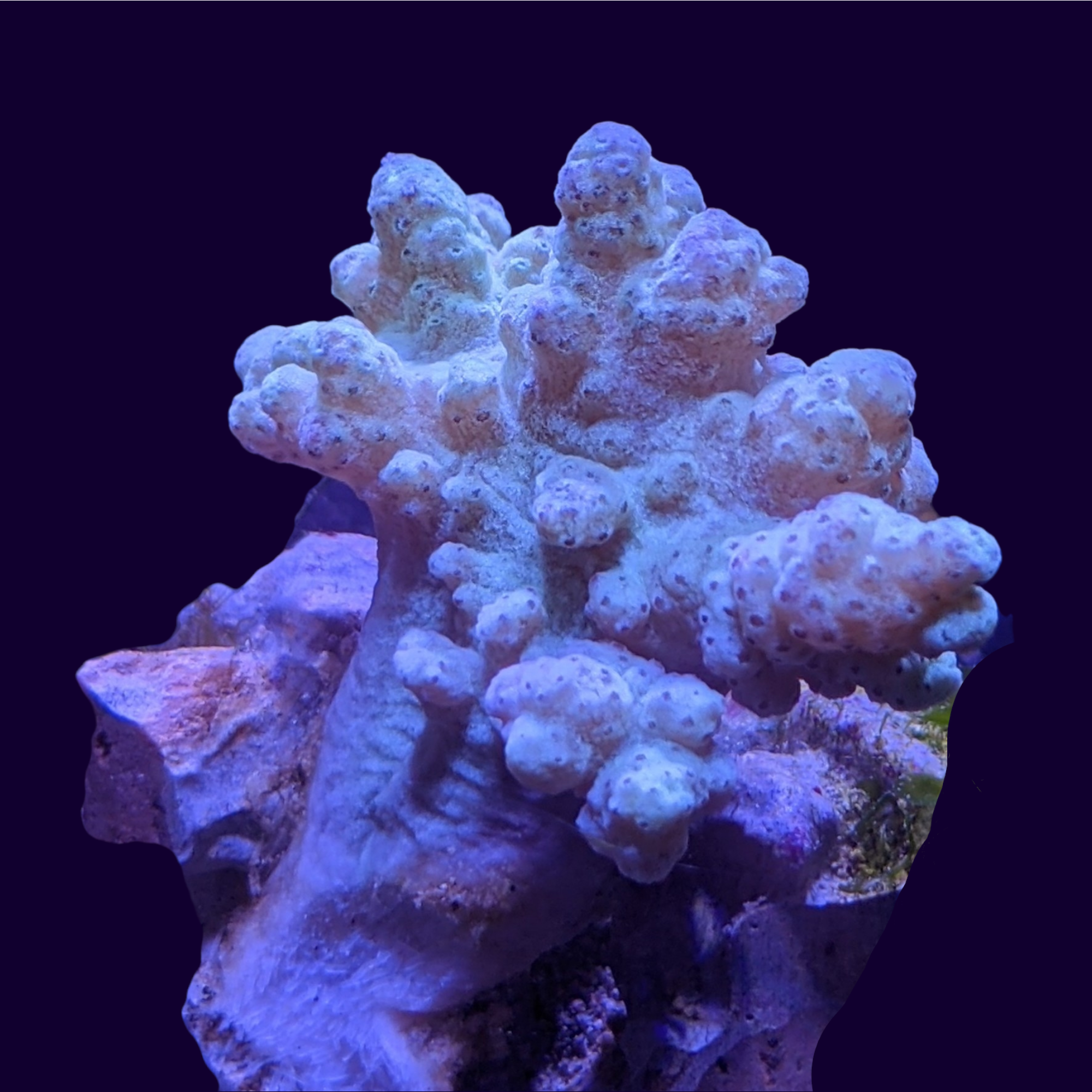 Aqua Sinularia