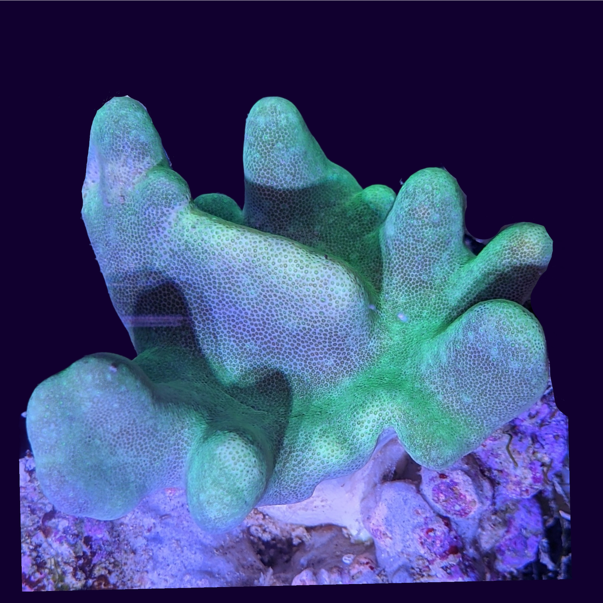 Aquacultured Green Toadstool