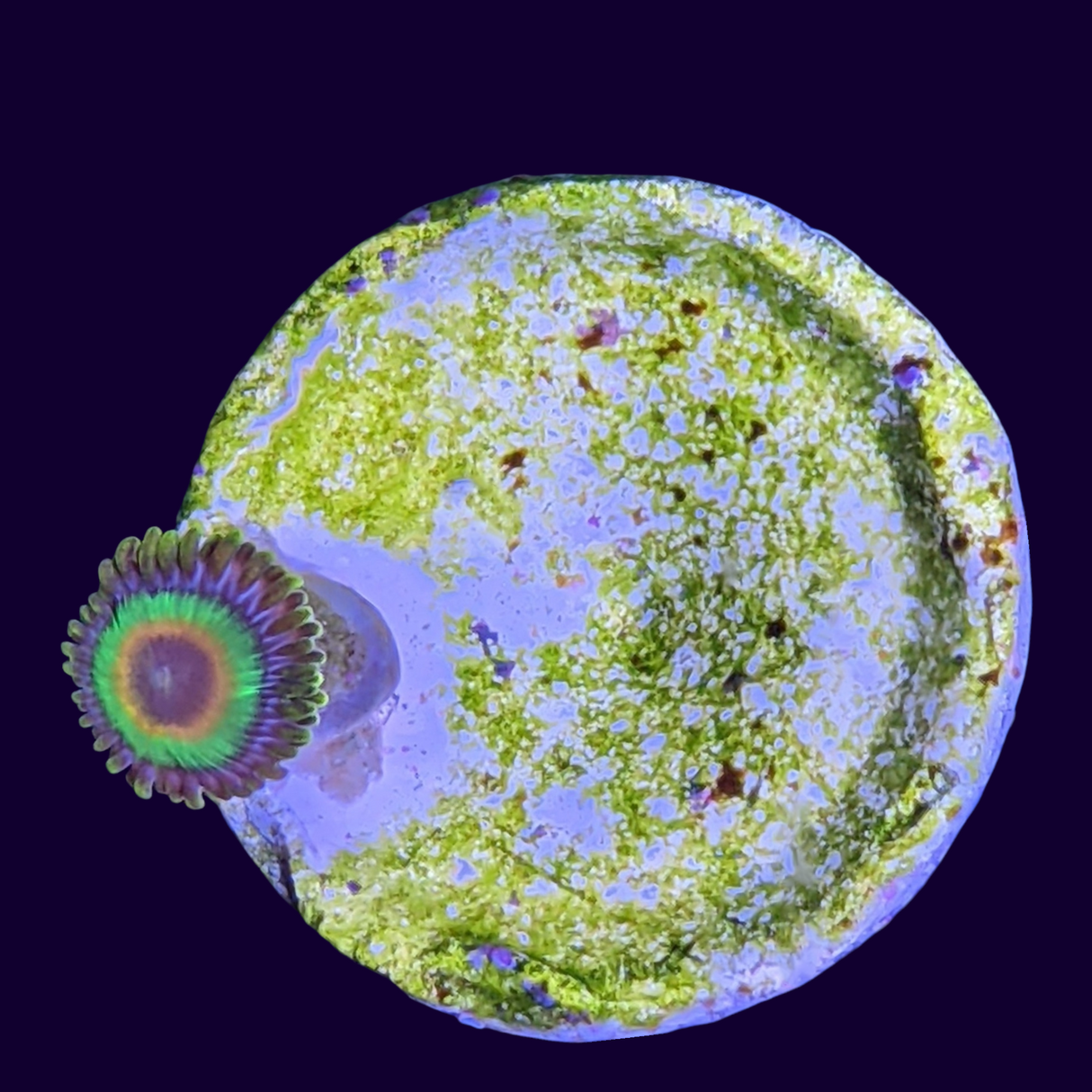 Rasta Zoa Frag (UK Grown)