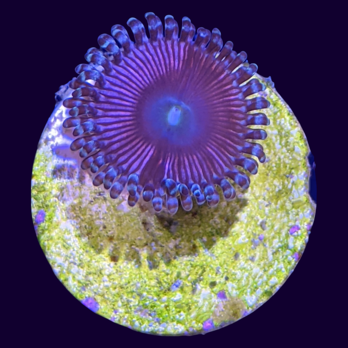 Pink Passion Zoa Frag (UK Grown)