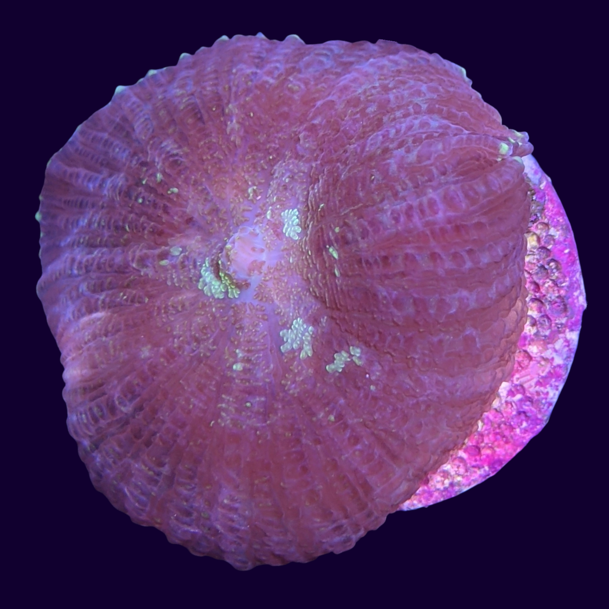 Purple Rhodactis Mushroom