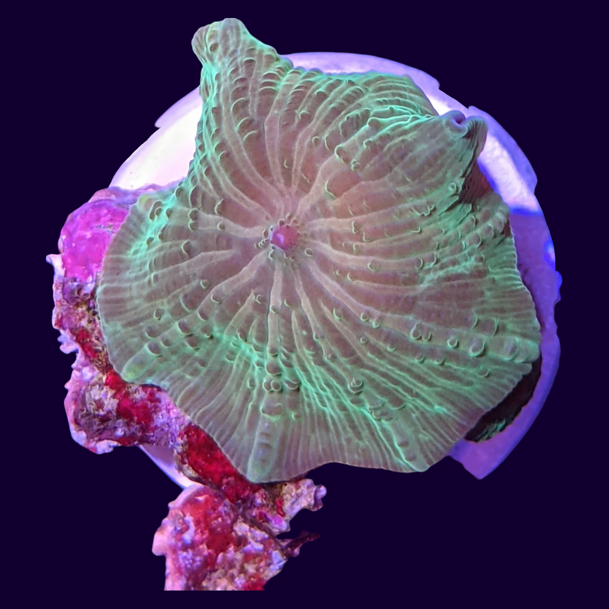 Green Discosoma Mushroom