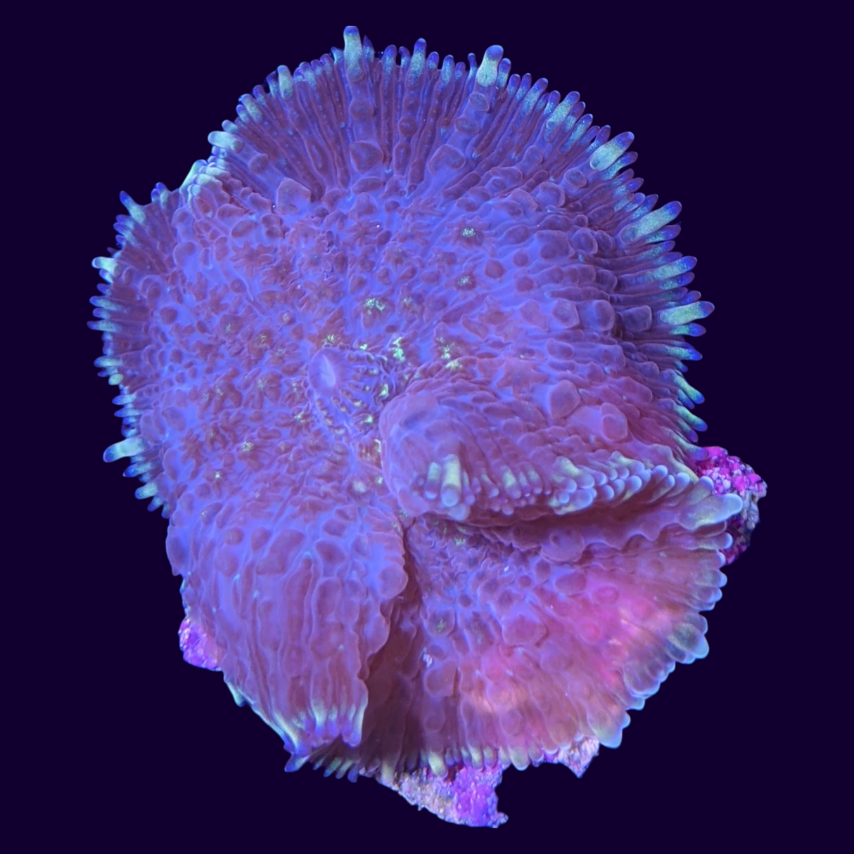 Purple Rhodactis Mushroom