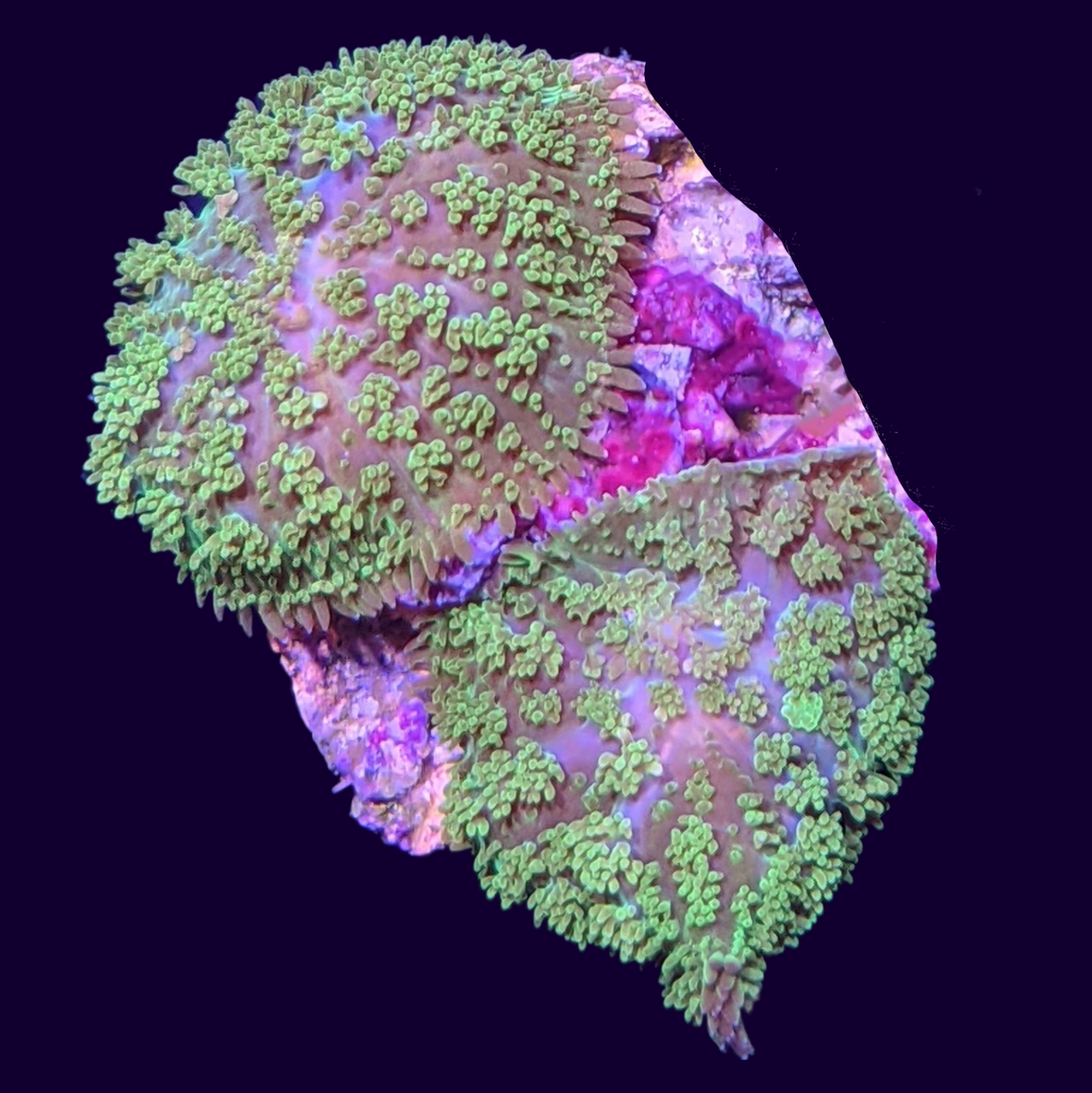 Green Rhodactis Mushroom