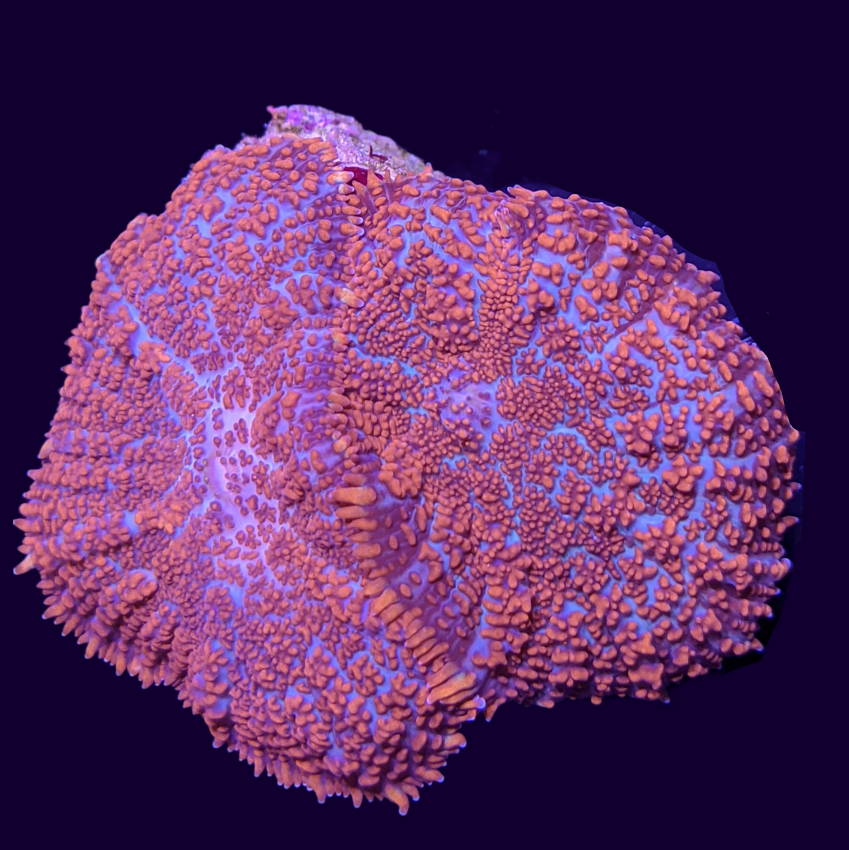 Orange Rhodactis Mushroom