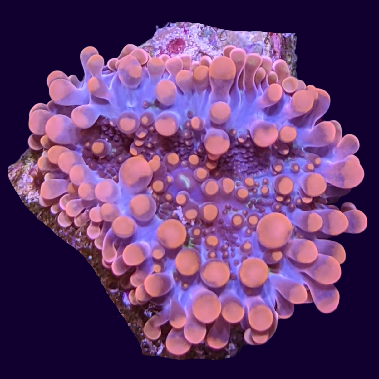 Orange Yuma Mushroom