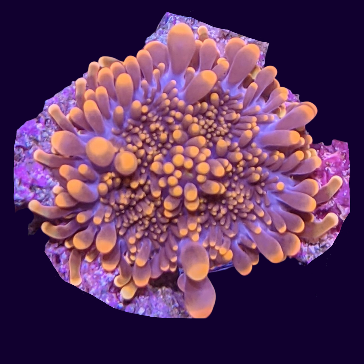 Orange Yuma Mushroom