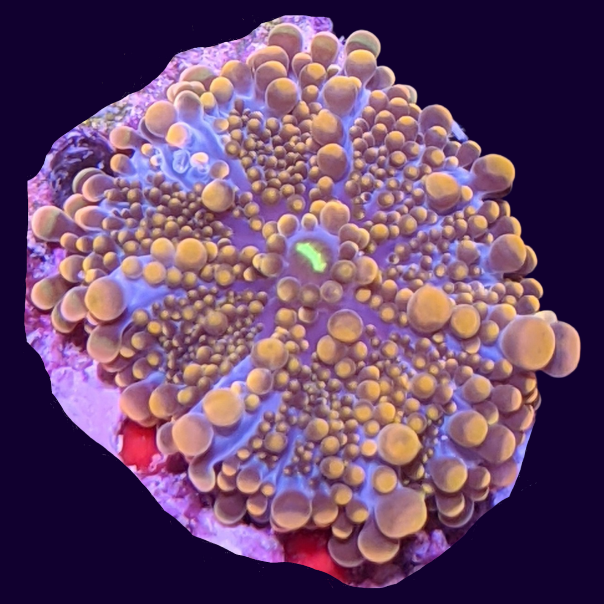 Orange Yuma Mushroom