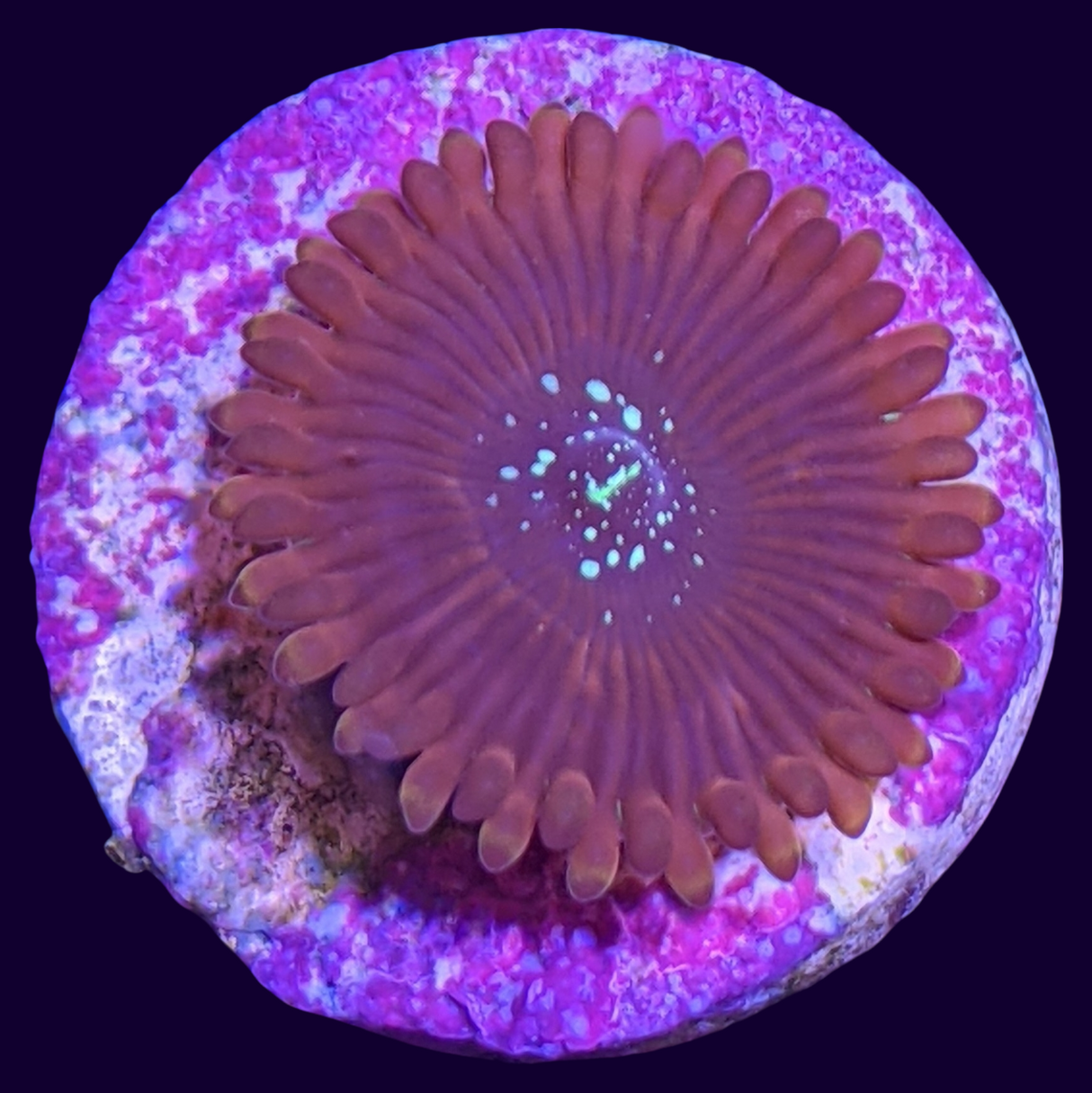 Magician People Eater Zoa Frag (UK Grown)