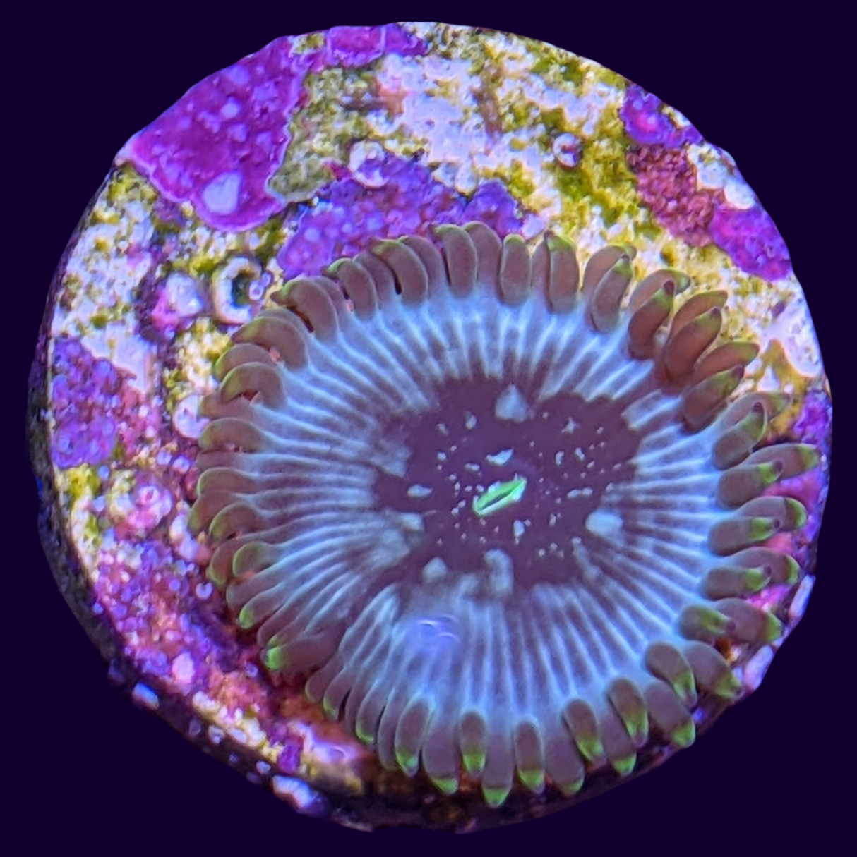 Hawaiian People Eater Zoa Frag (UK Grown)