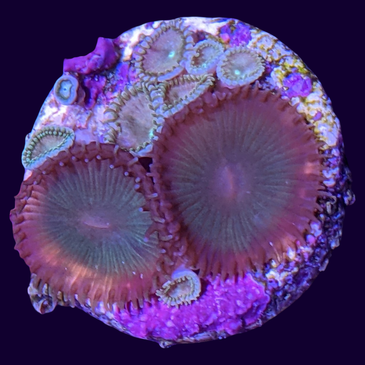 Mixed Green Paly Zoa Frag (UK Grown)