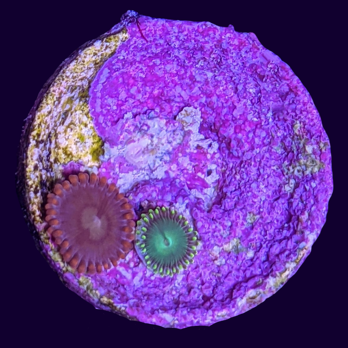 Mixed Zoa Frag (UK Grown)