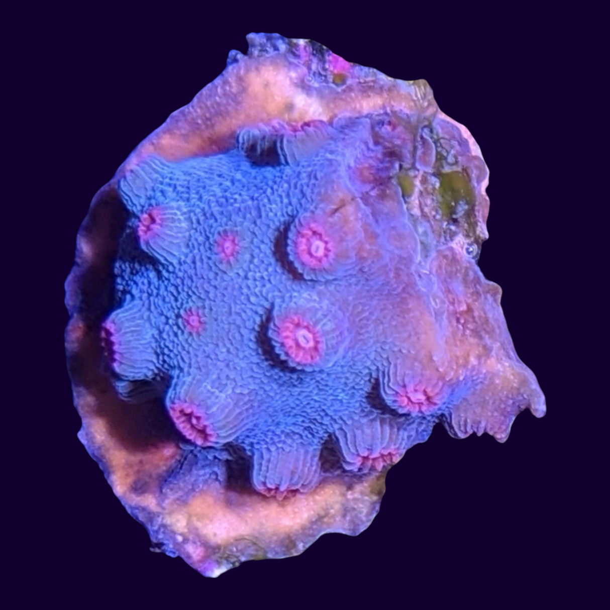 Jingle Bells Cyphastrea