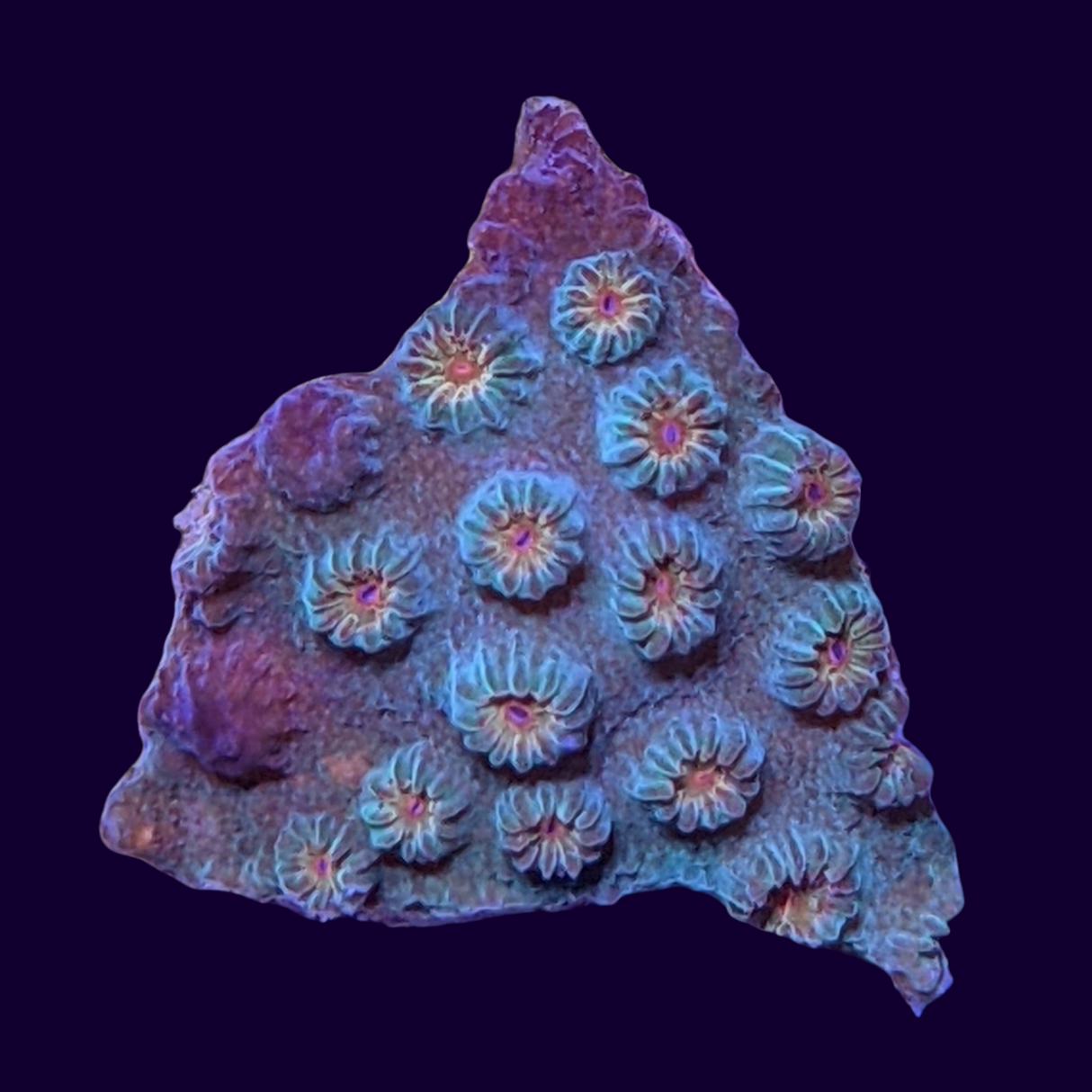 Jingle Bells Cyphastrea