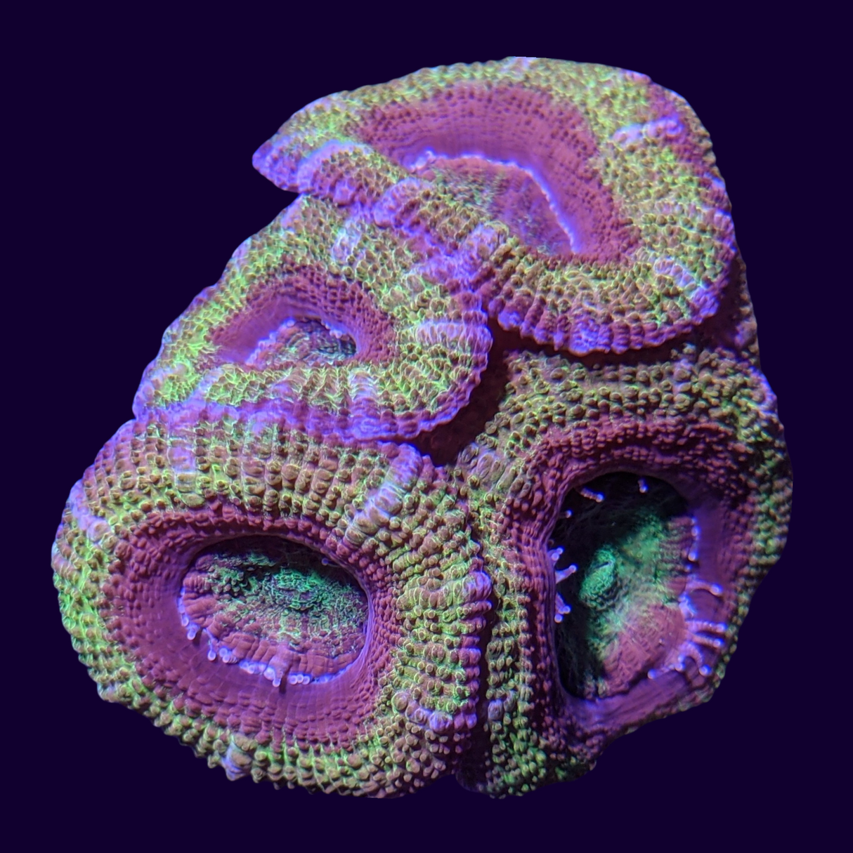 Acanthastrea Lordhowensi