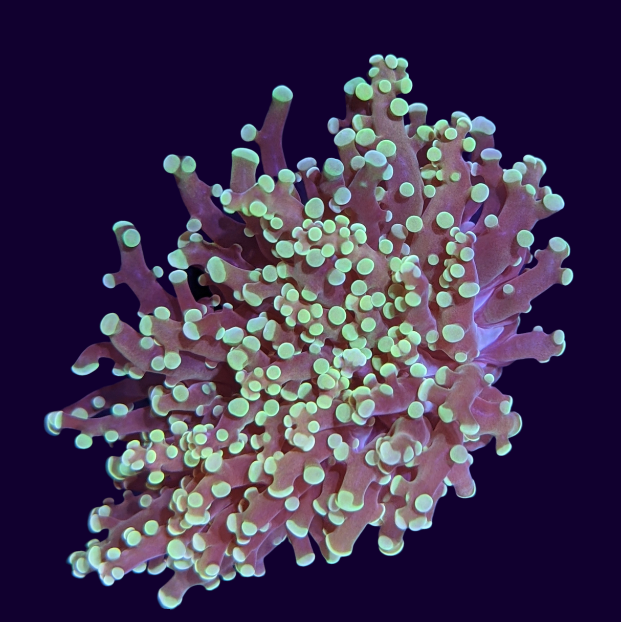 Frogspawn Frag