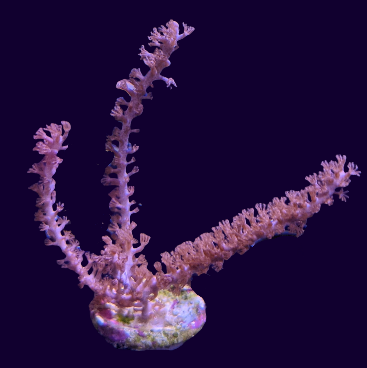 Large photosynthetic Gorgonian (UK Grown)