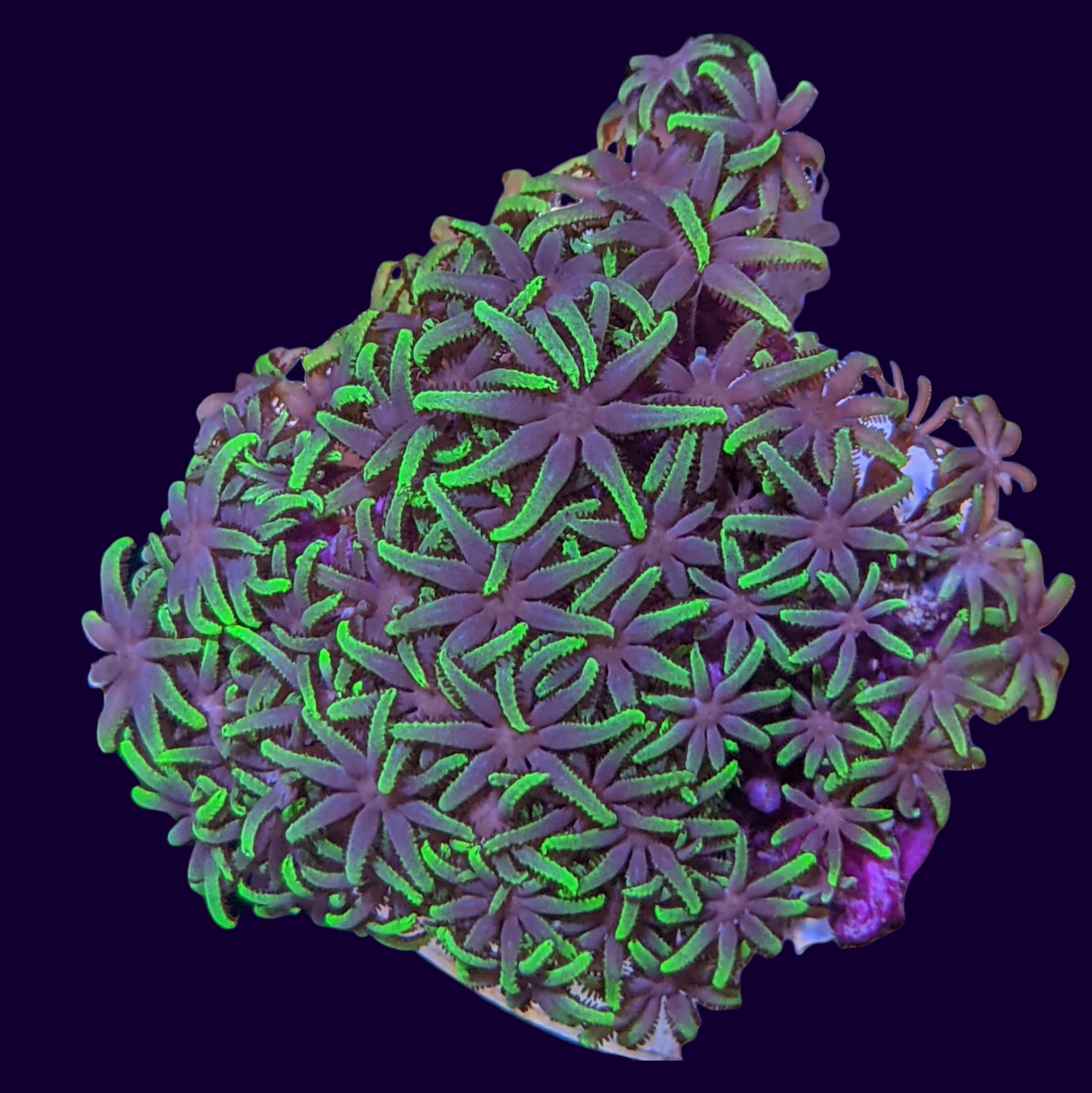 Star Polyps