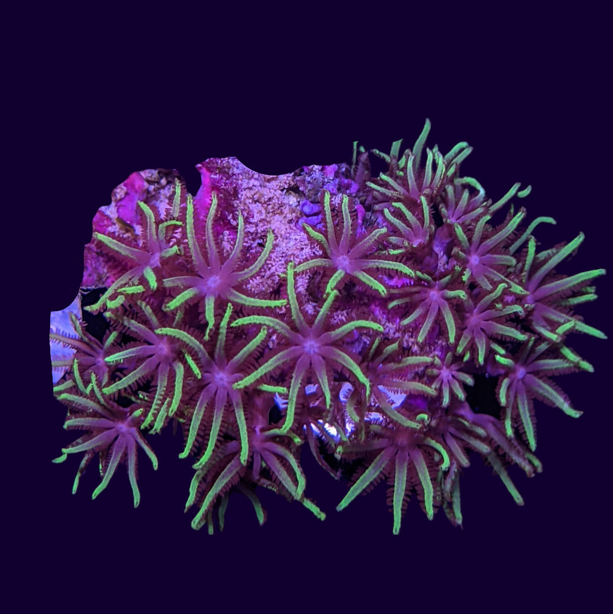 Star Polyps