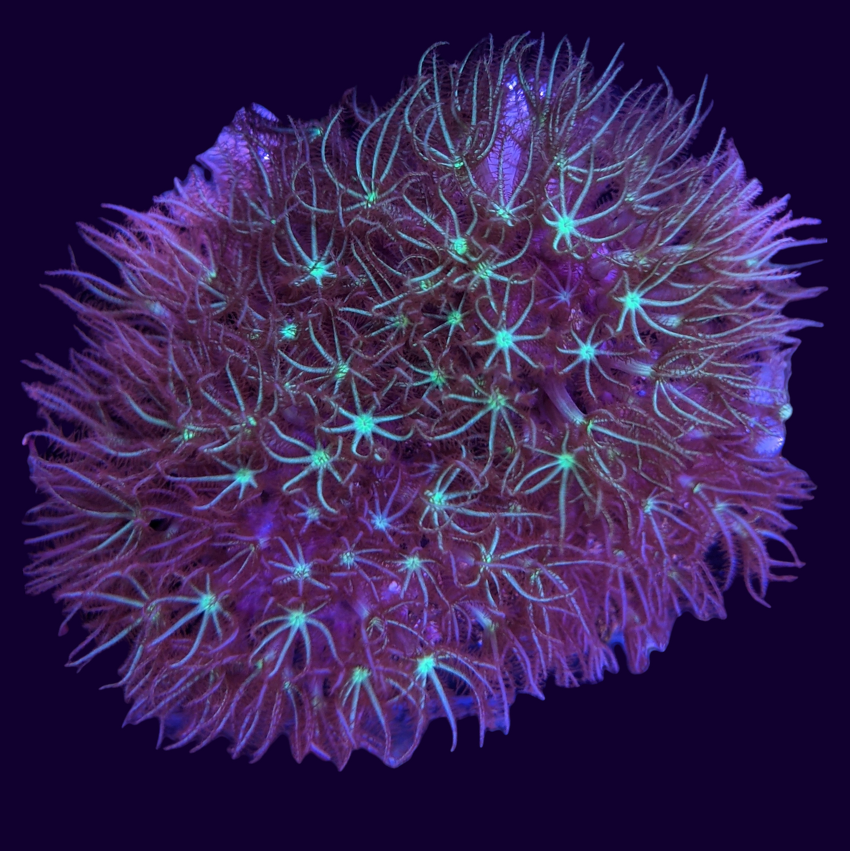 Star Polyps