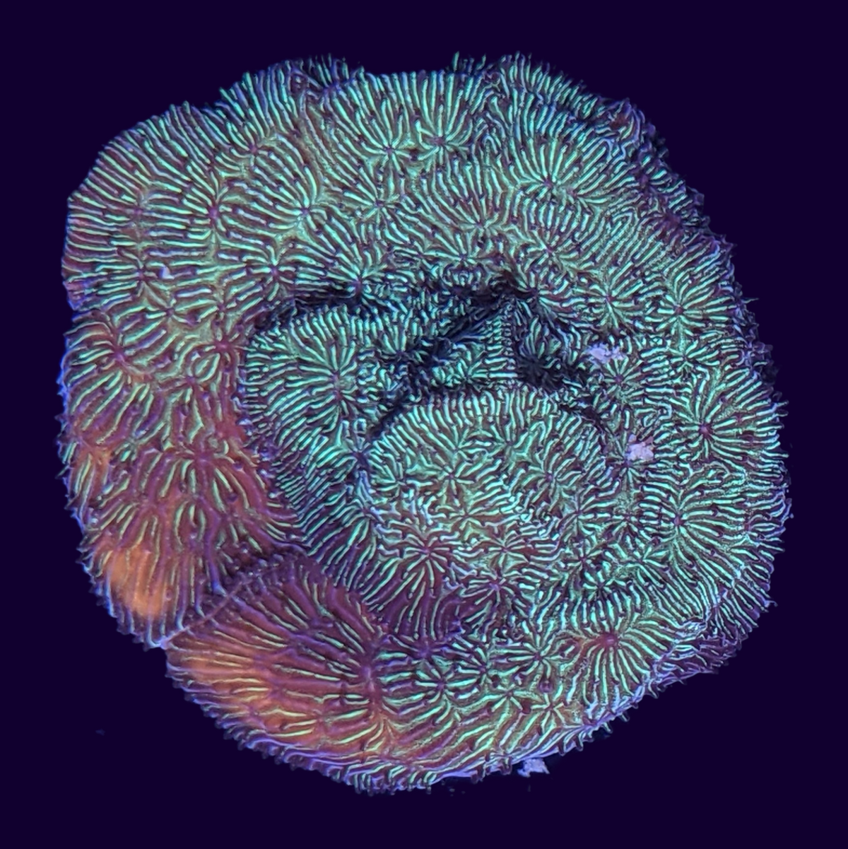 Metallic Green Pavona (UK Grown)