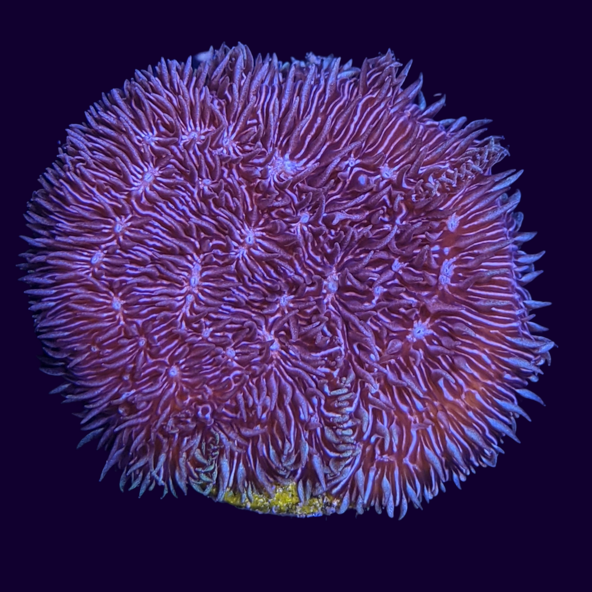 Deep Purple Pavona (UK Grown)