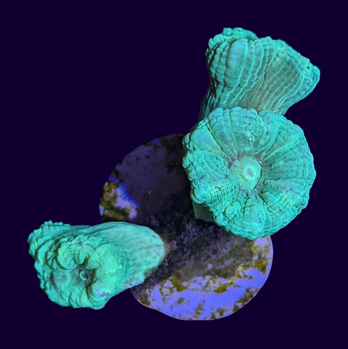 Neon Green Candy Cane