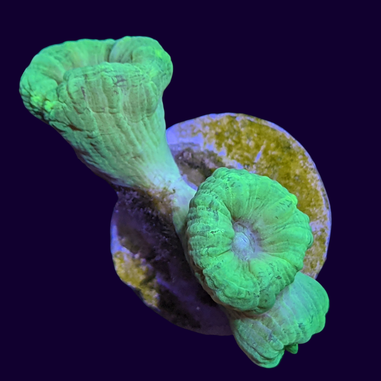 Neon Green Candy Cane