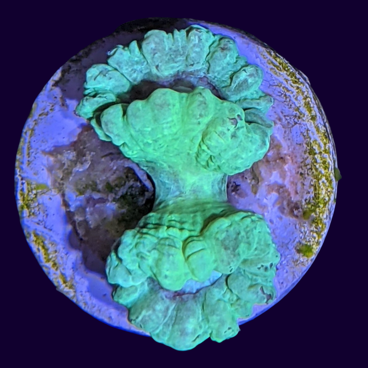 Neon Green Candy Cane