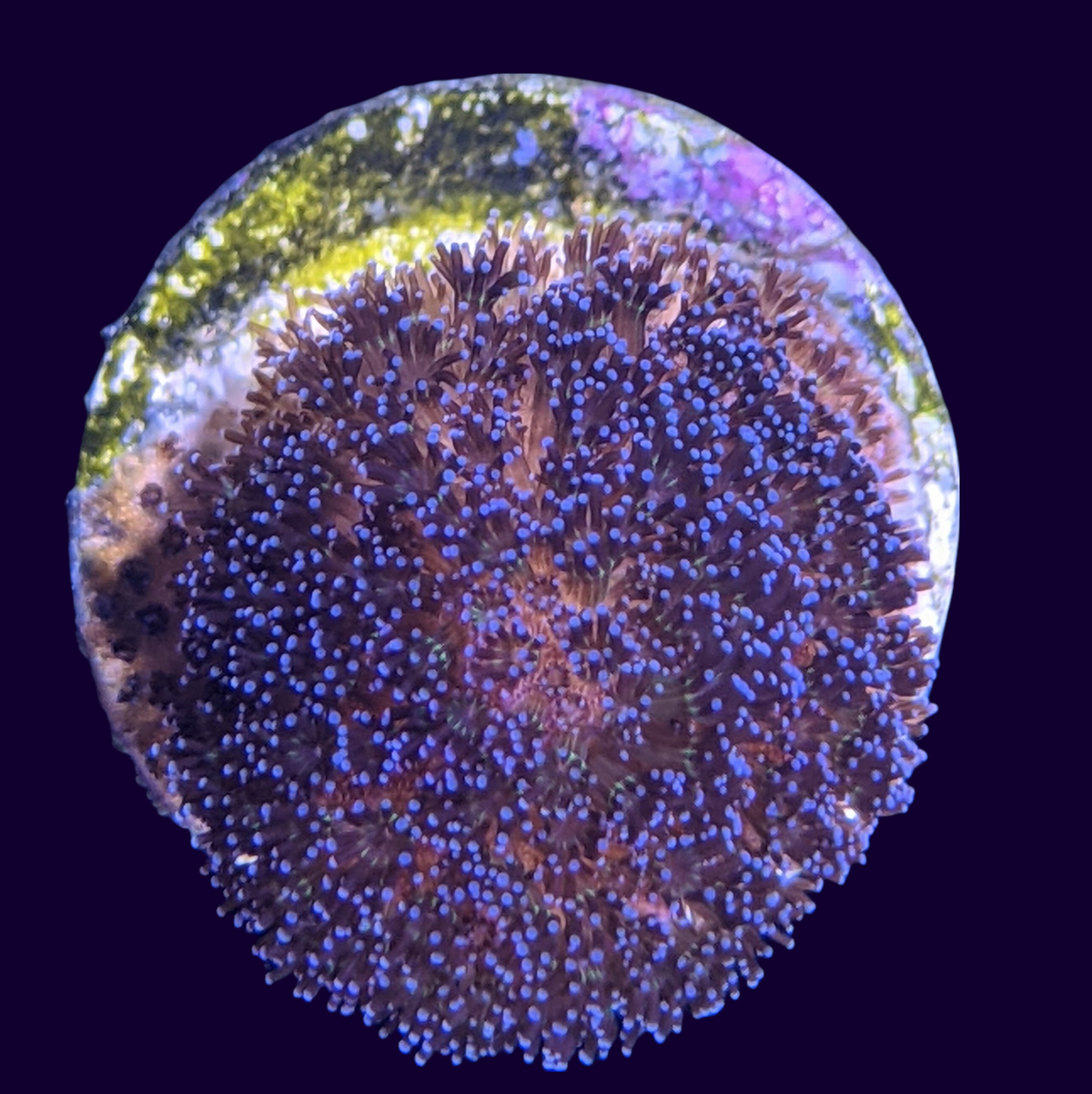 Stylophora Pistillata (UK Grown)