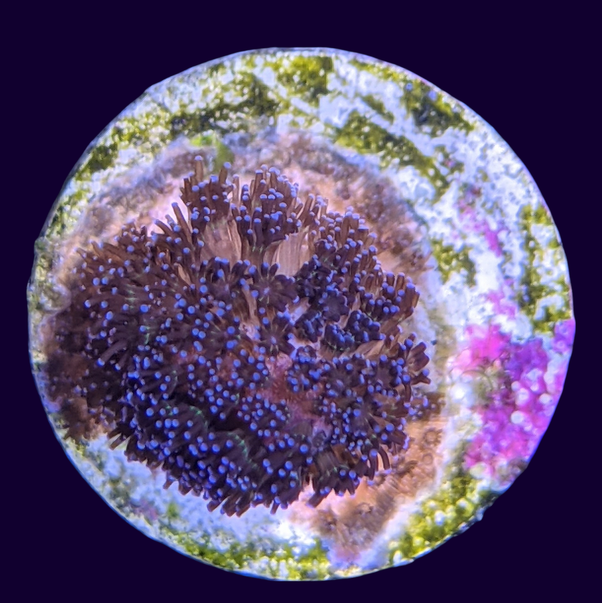 Stylophora Pistillata (UK Grown)