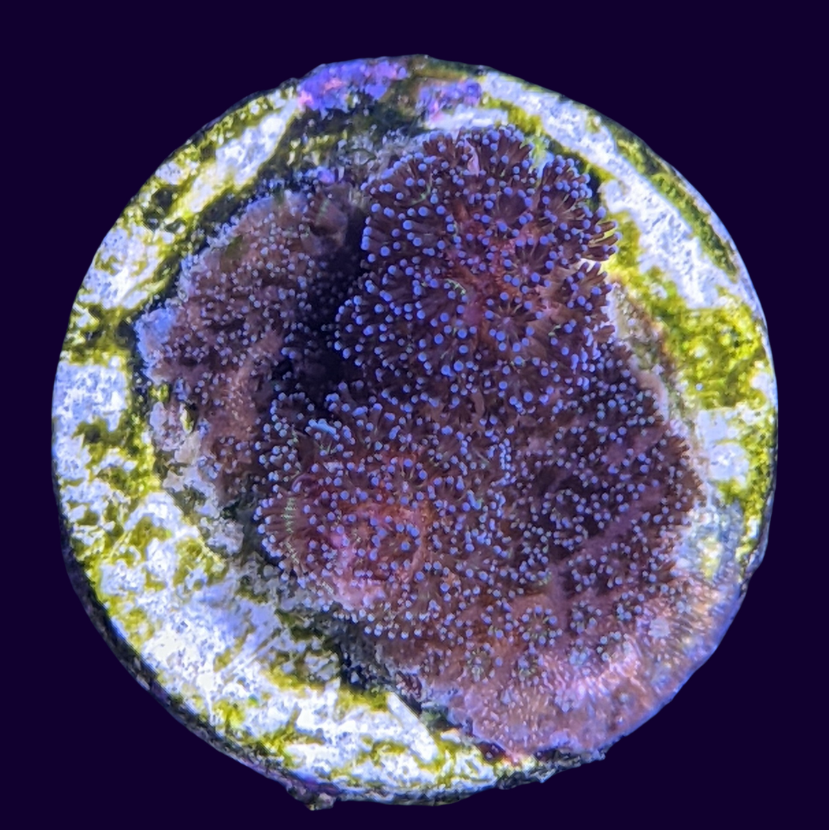 Stylophora Pistillata (UK Grown)
