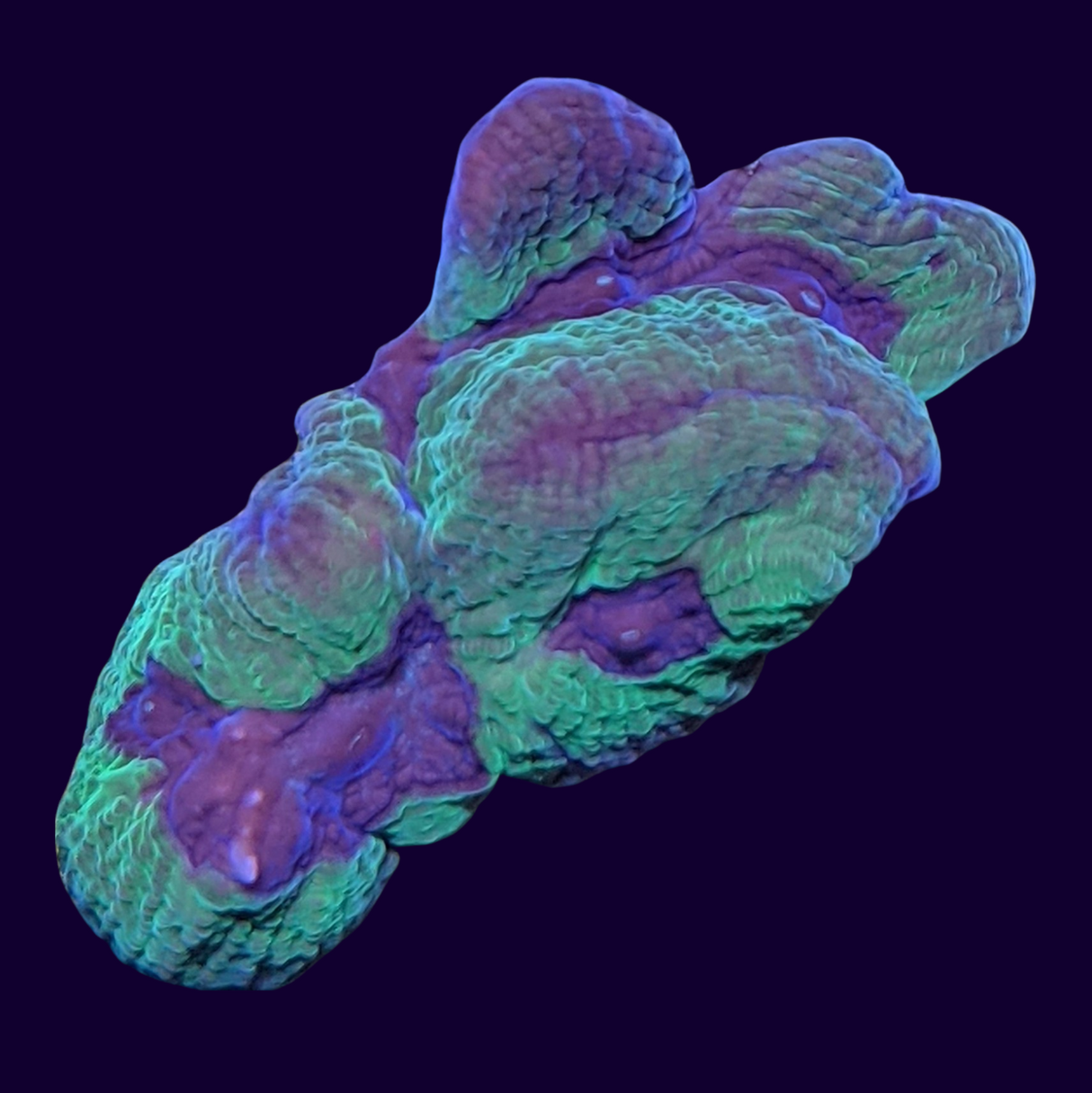 Purple Passion Platygyra