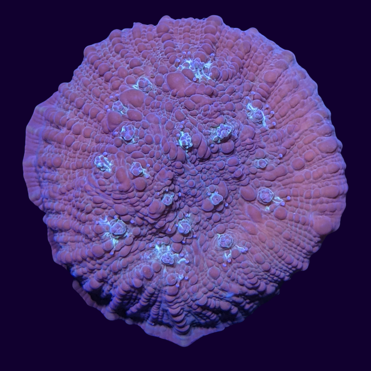 Orion's Maze Chalice (UK Grown)