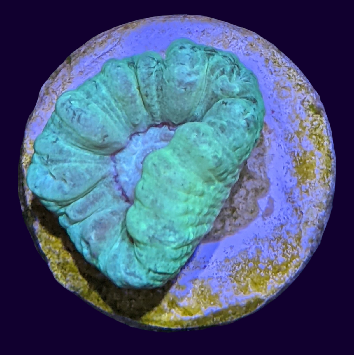 Neon Green Candy Cane