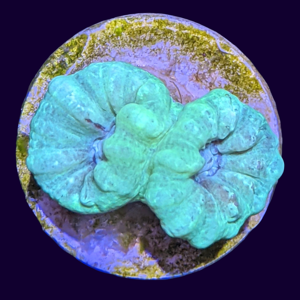 Neon Green Candy Cane