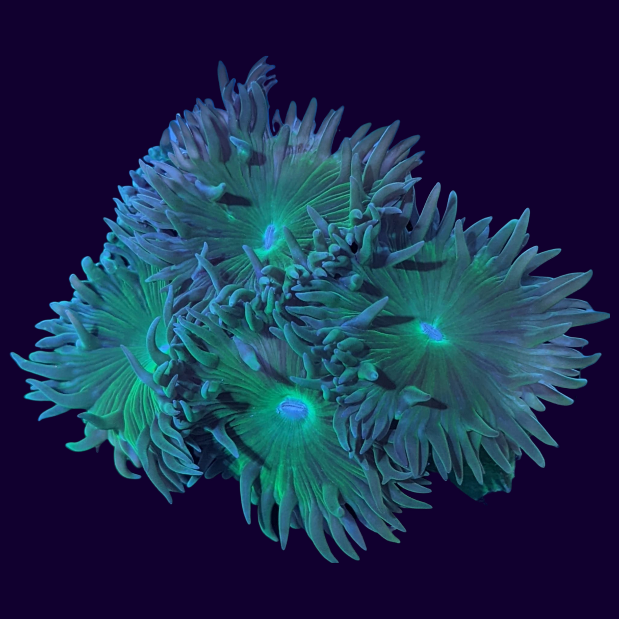 Green Stem Mini Duncan Colony